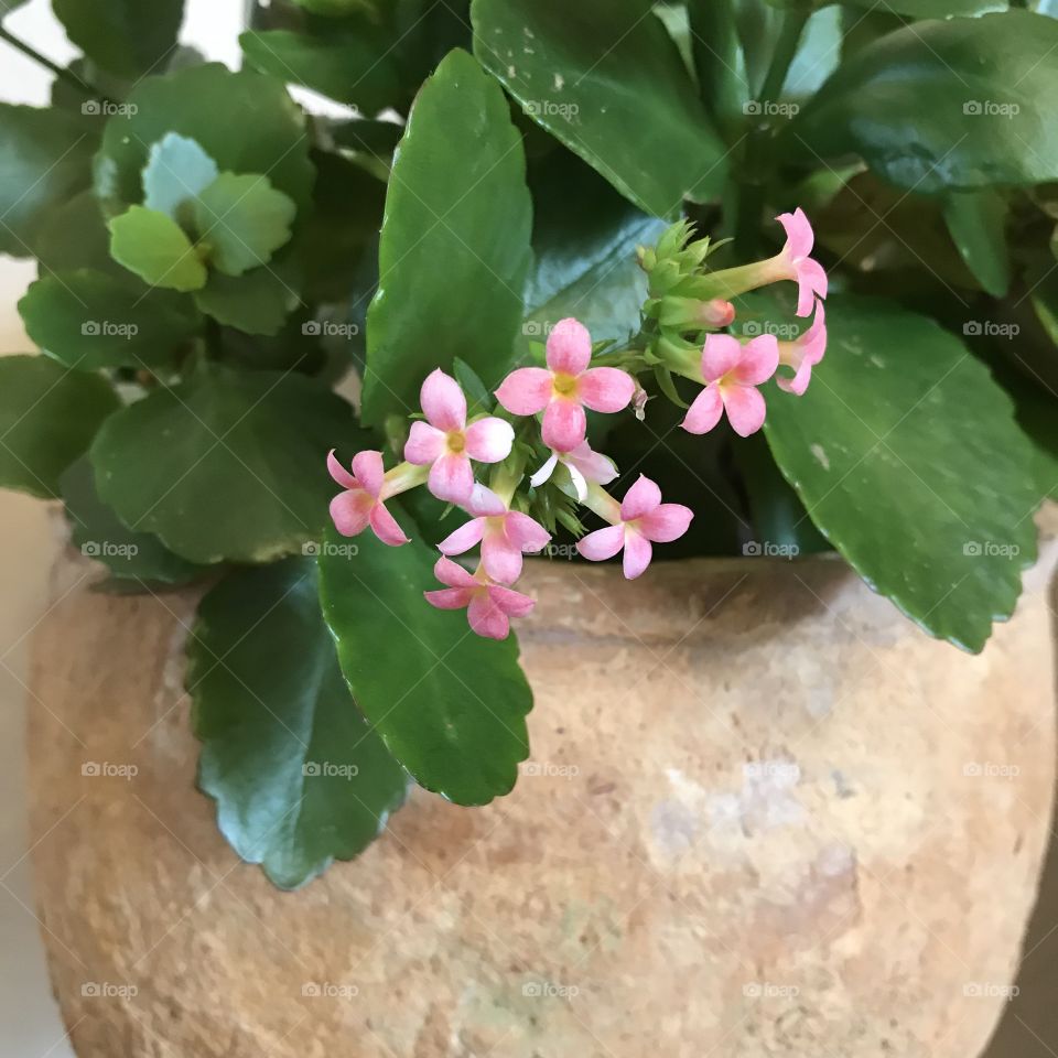 first blossoms