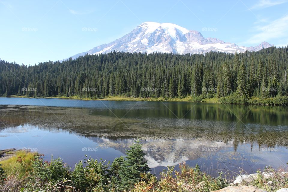 Reflecting Majestic Beauty . Reflection Lake at Mount Rainier 