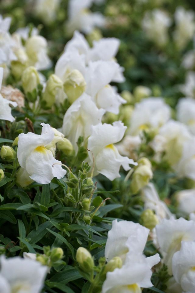 White dwarf snapdragon 