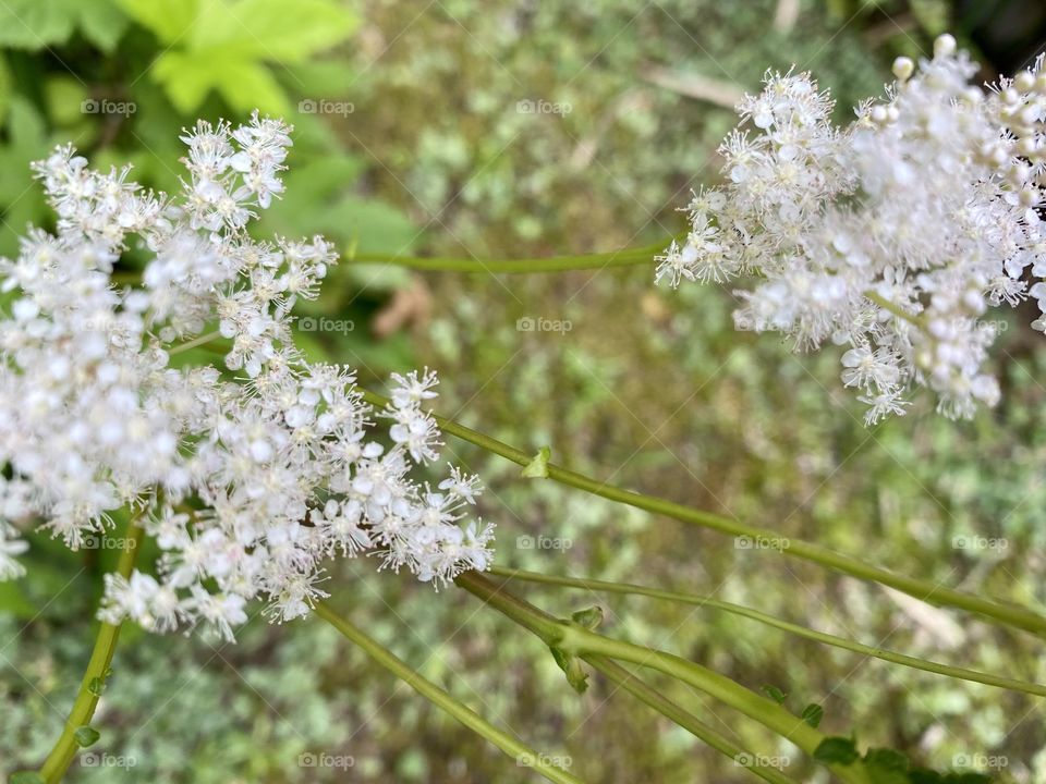White Spirea
