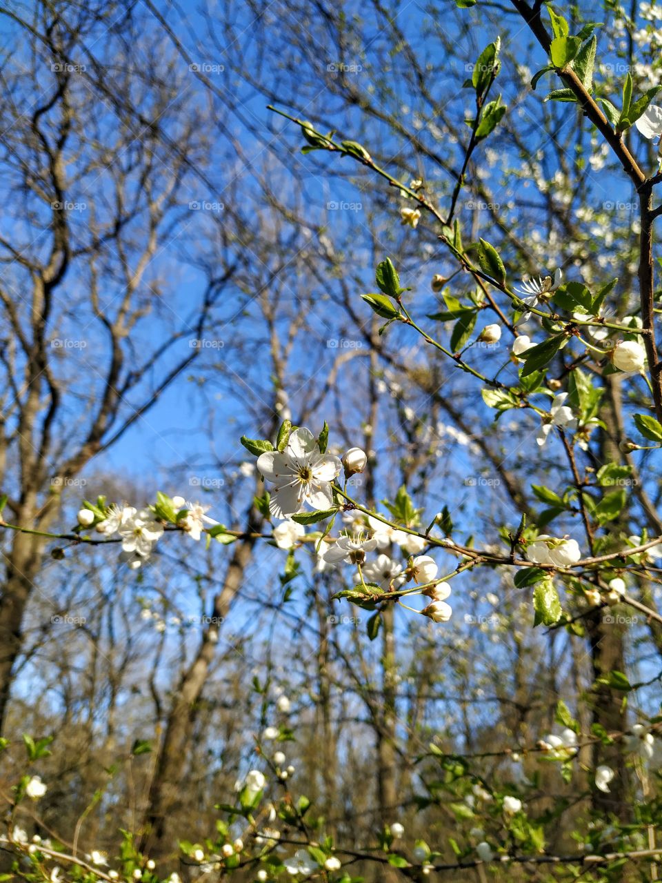 Flowering tree