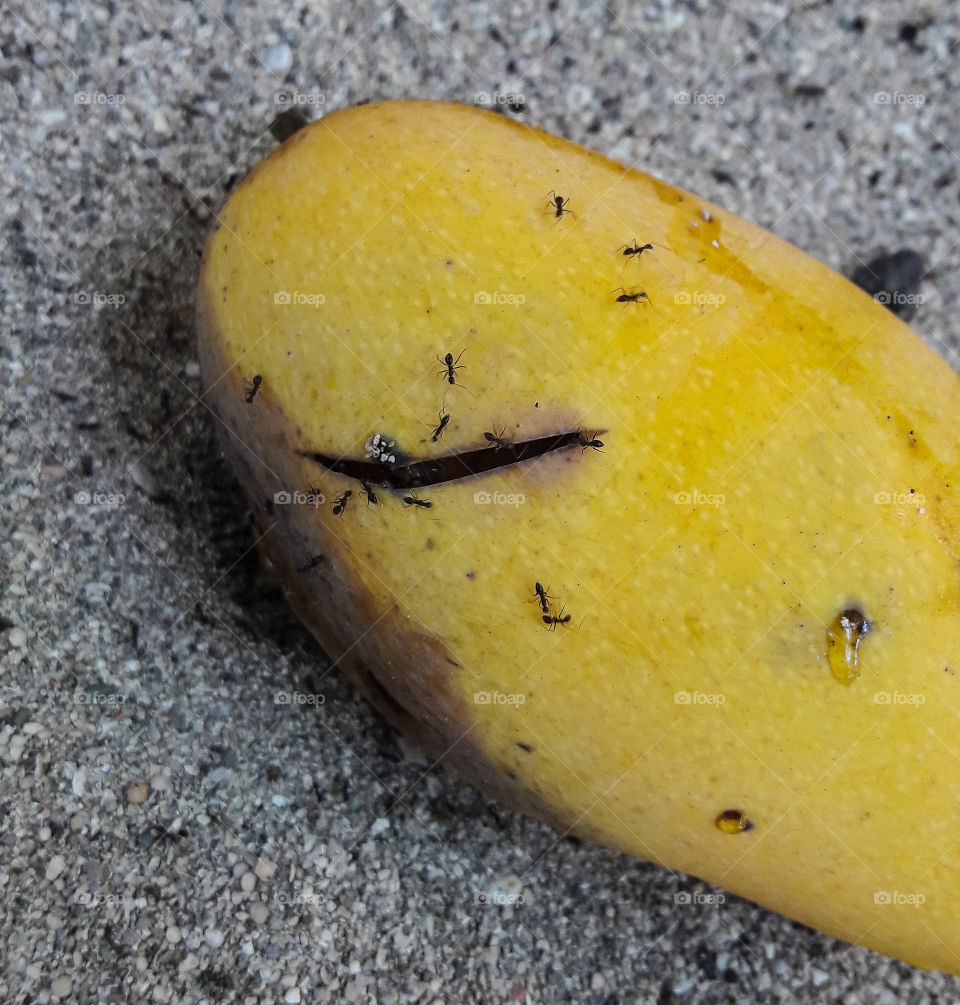 Fruits are a good source of water and vitamins. Even when it falls on the ground and rots, these ants can still get more from it as it whatever it takes.