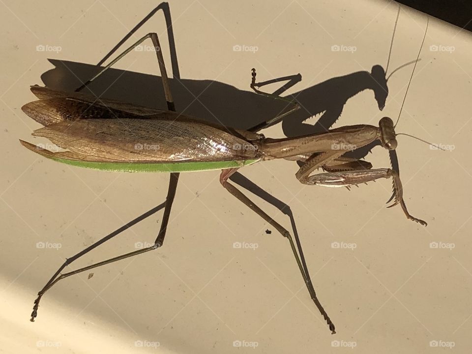 Praying mantis and it’s shadow 
