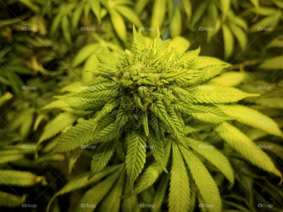 Bud on Top on Cannabis Plant. Close up marijuana bud on top of indoor cannabis plant