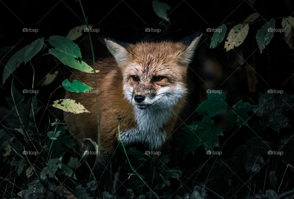 Red fox 