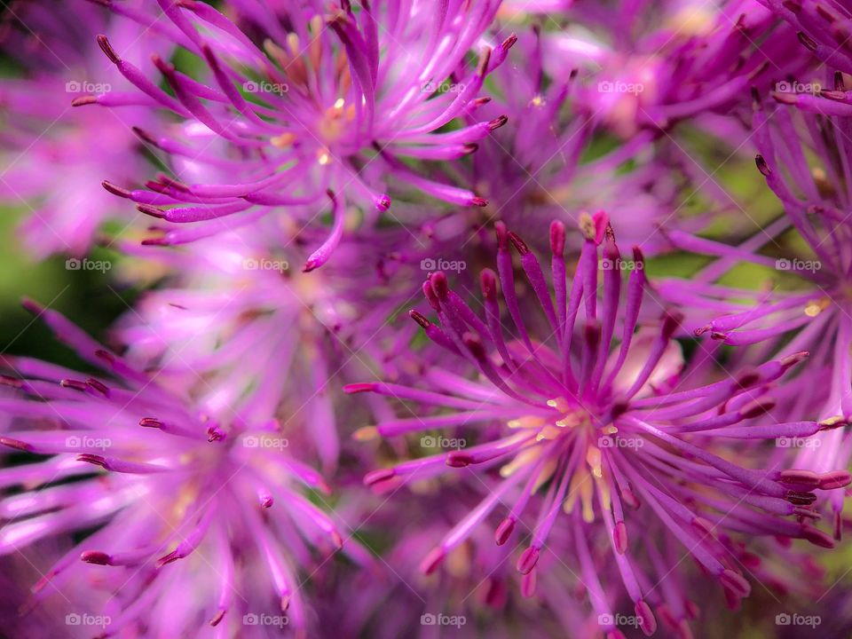 Macro photo of a pink flower