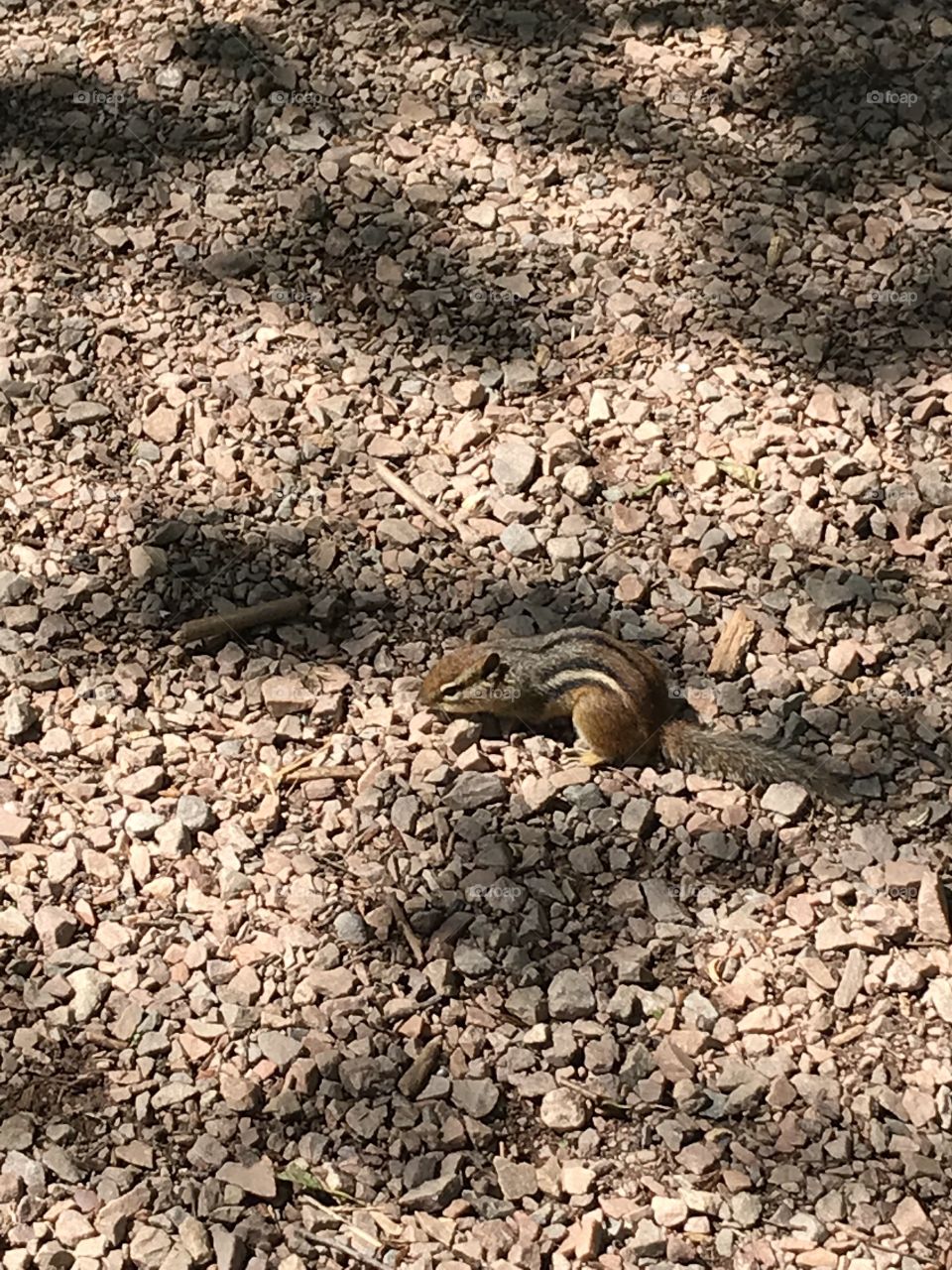Chipmunk