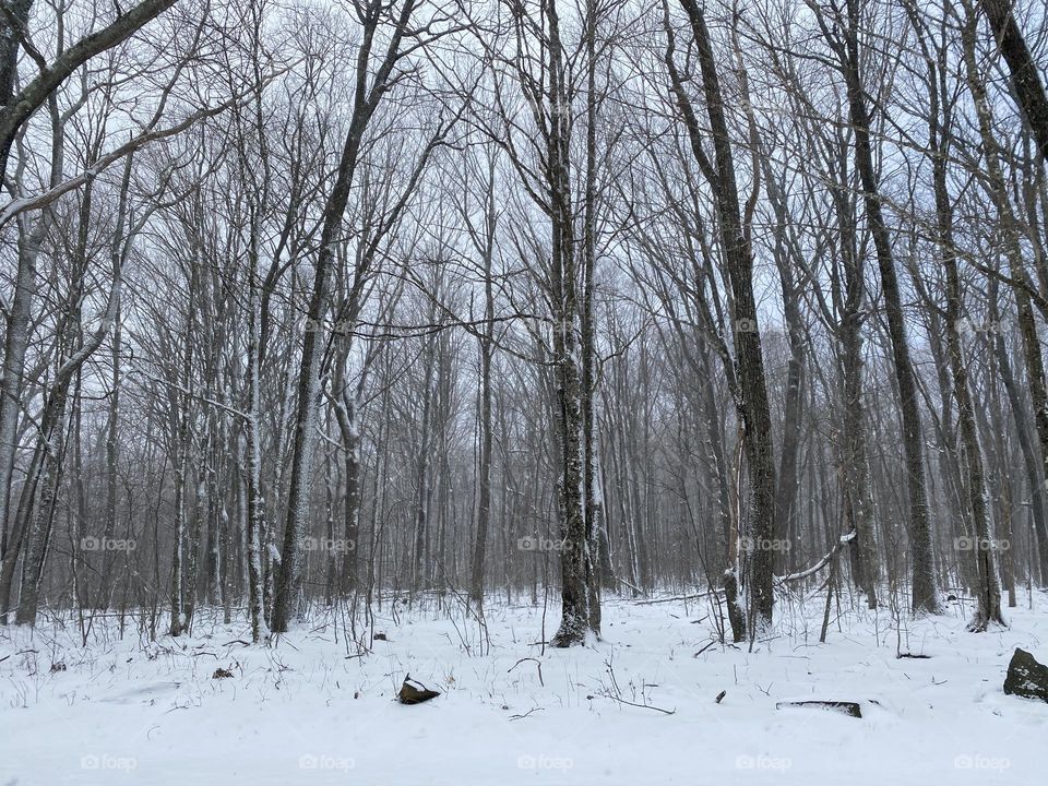 Snow in Elk Knob 