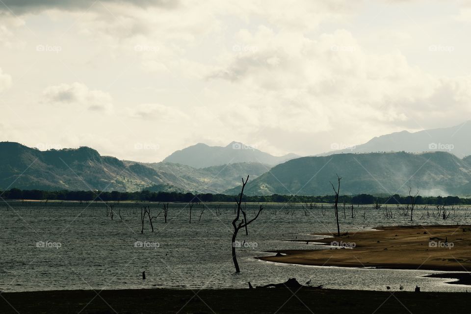 The Elephant residence