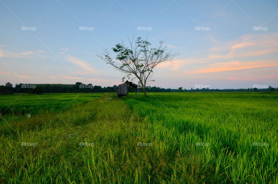 Magical sunset with tree.