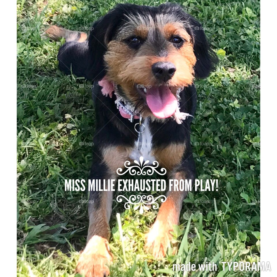 Millie at the Dog Park