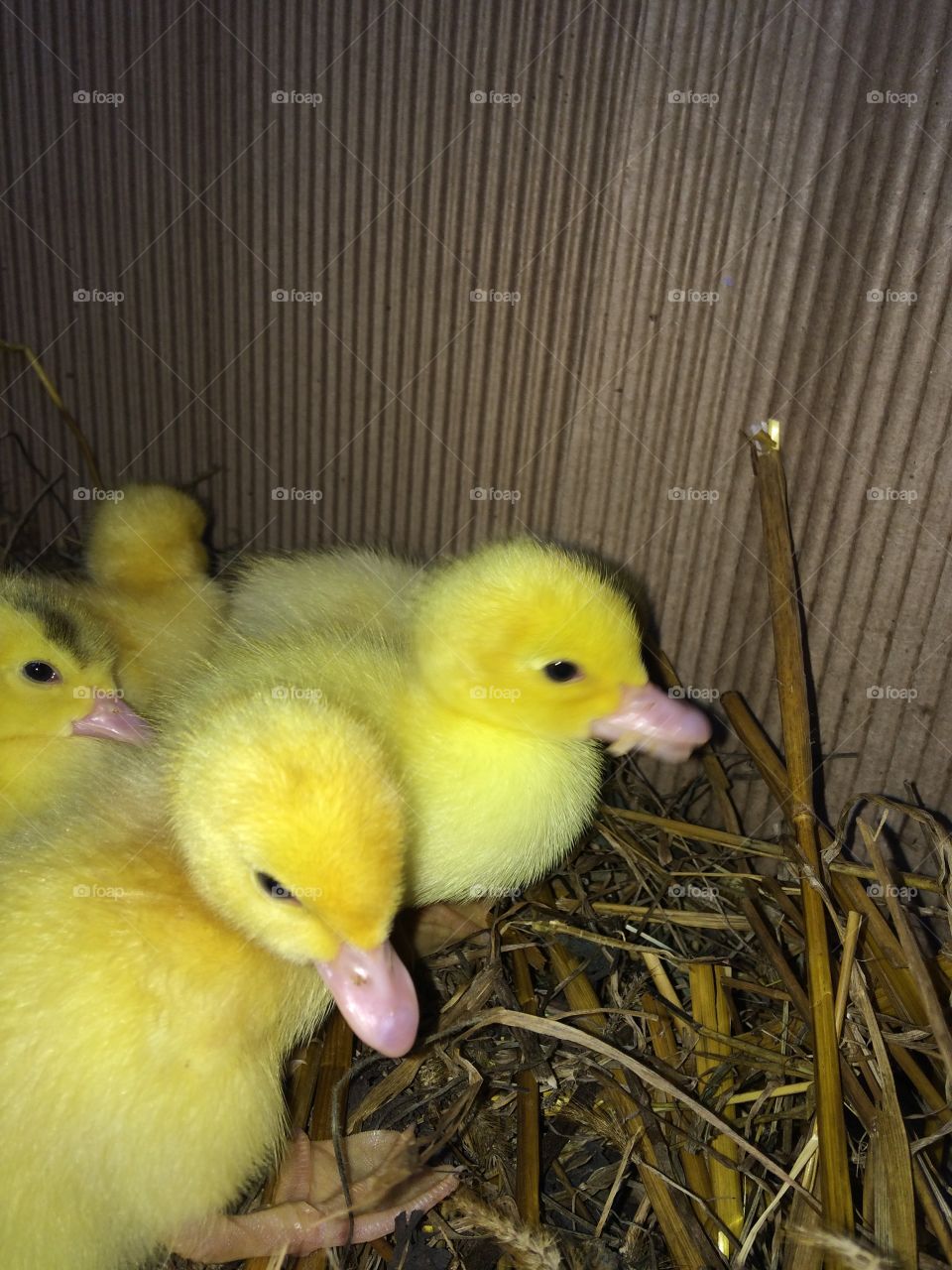 High angle view of cute duckling