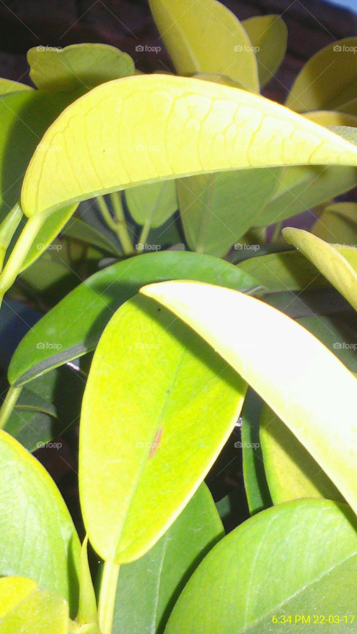 A beautiful photo of the multiple leaves of the green plant captured during night with flash