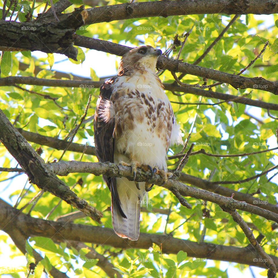 On the lookout 