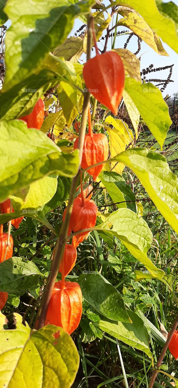 red fruits in the garden