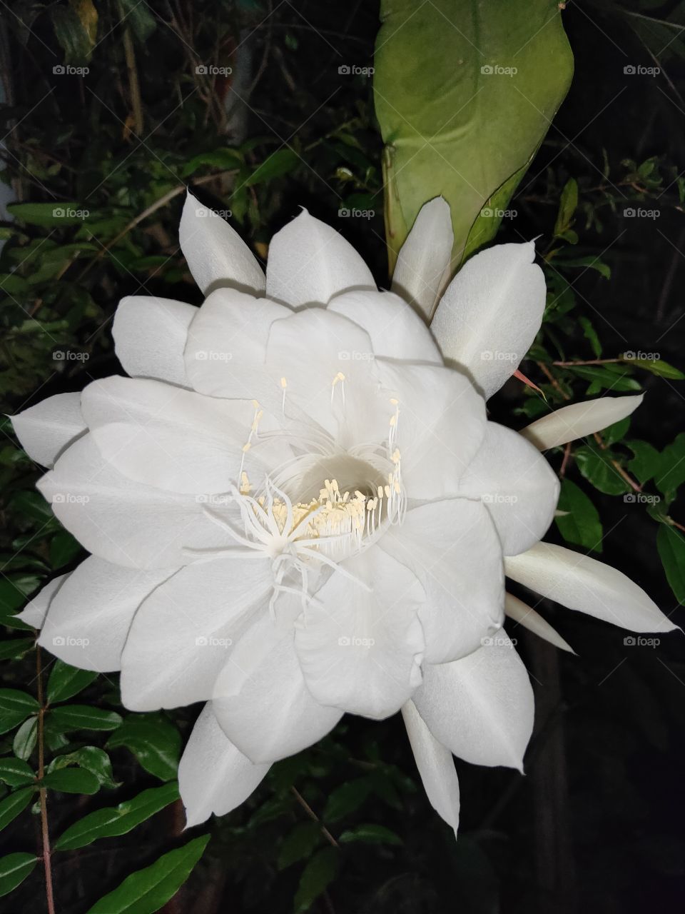 Beautiful flower, life span of one night.