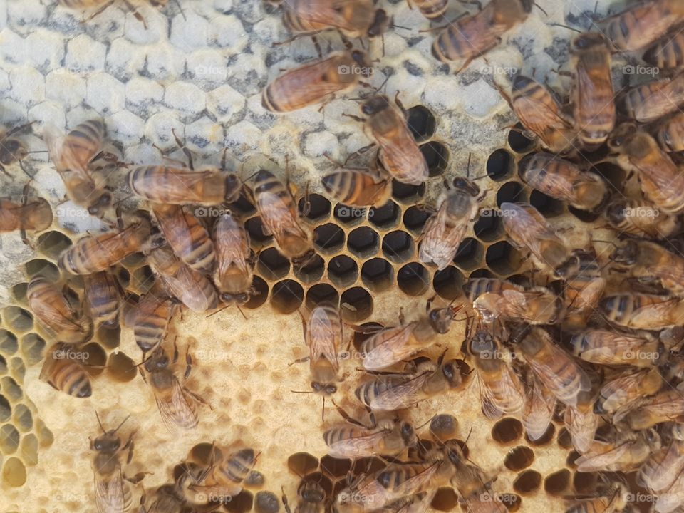 Honey & Brood Frame of bees