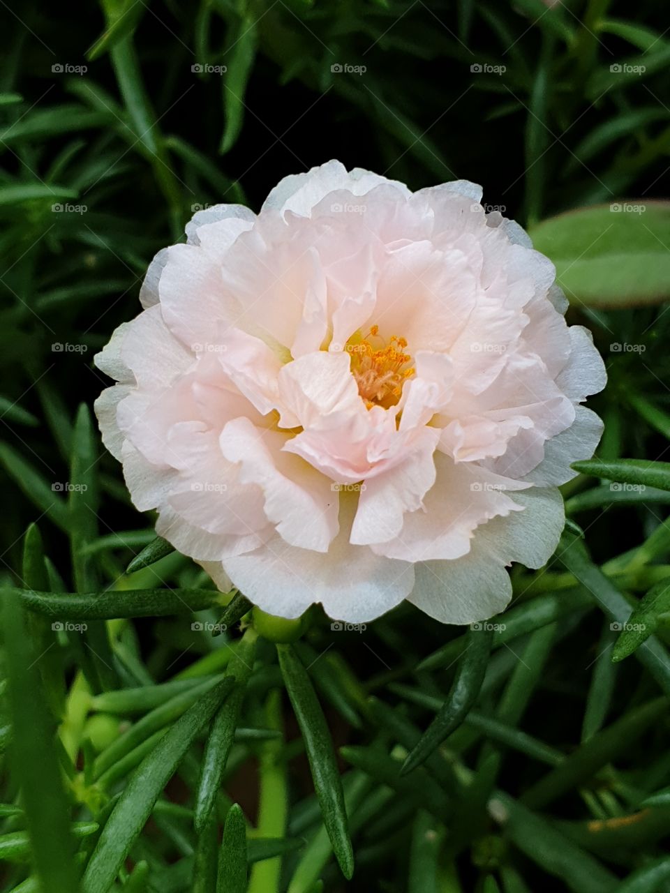 the portulaca grandiflora