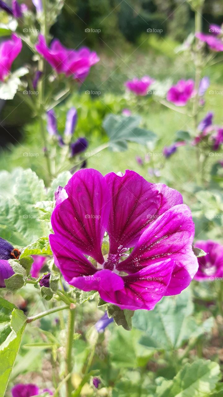 dark pink - fuchsia colour wild flower with green leaves