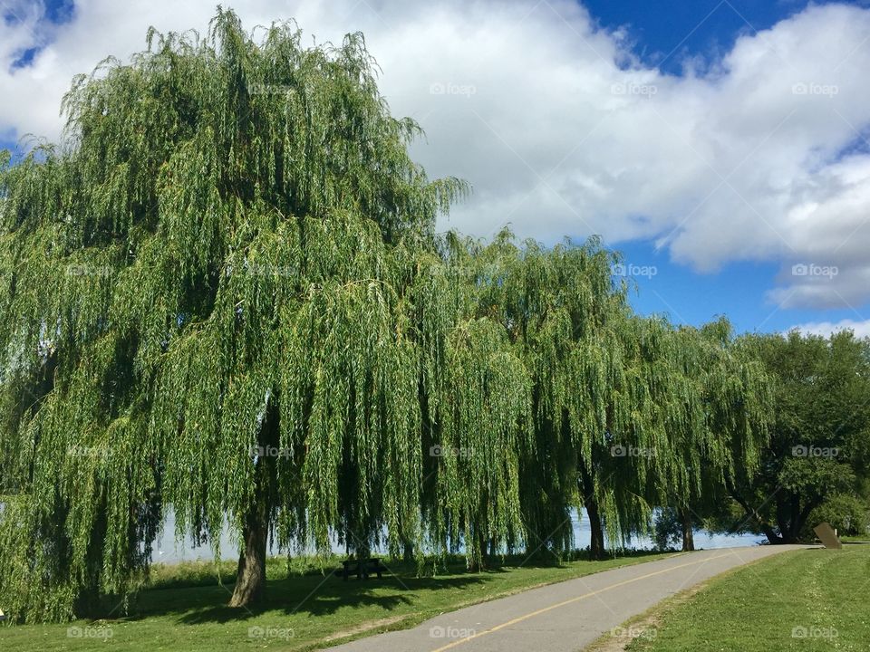 Weeping Willow trees