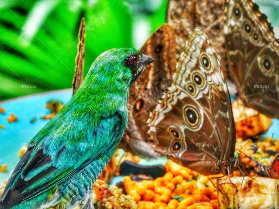 Tropical Bird With Giant Butterfly
