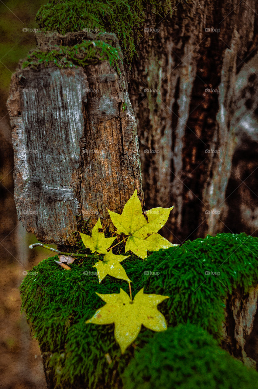 yellow leaf on a tree stump with moss