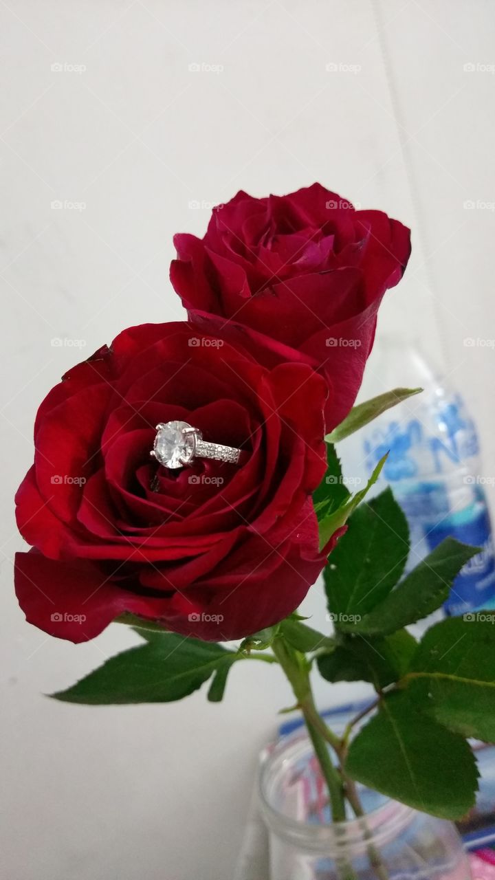 Ring in a rose