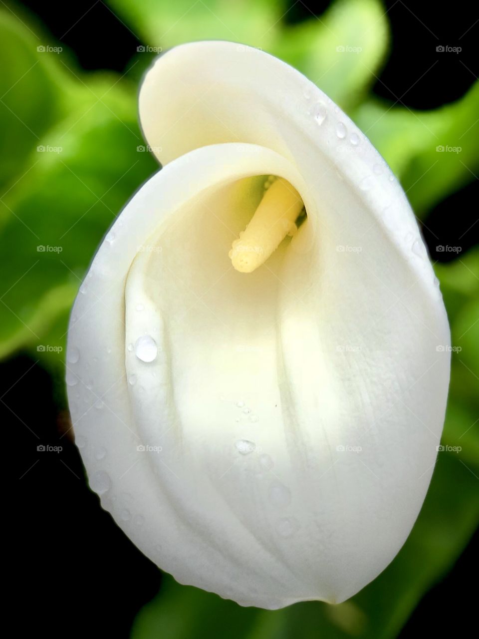 Foap Mission Macro Photography! Beautiful White Calla Lily With Morning Dew Macro Photography 🌱