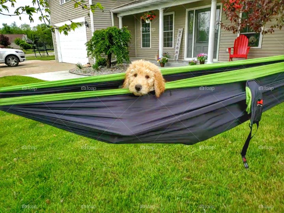 cute puppy sticks head out of hammock