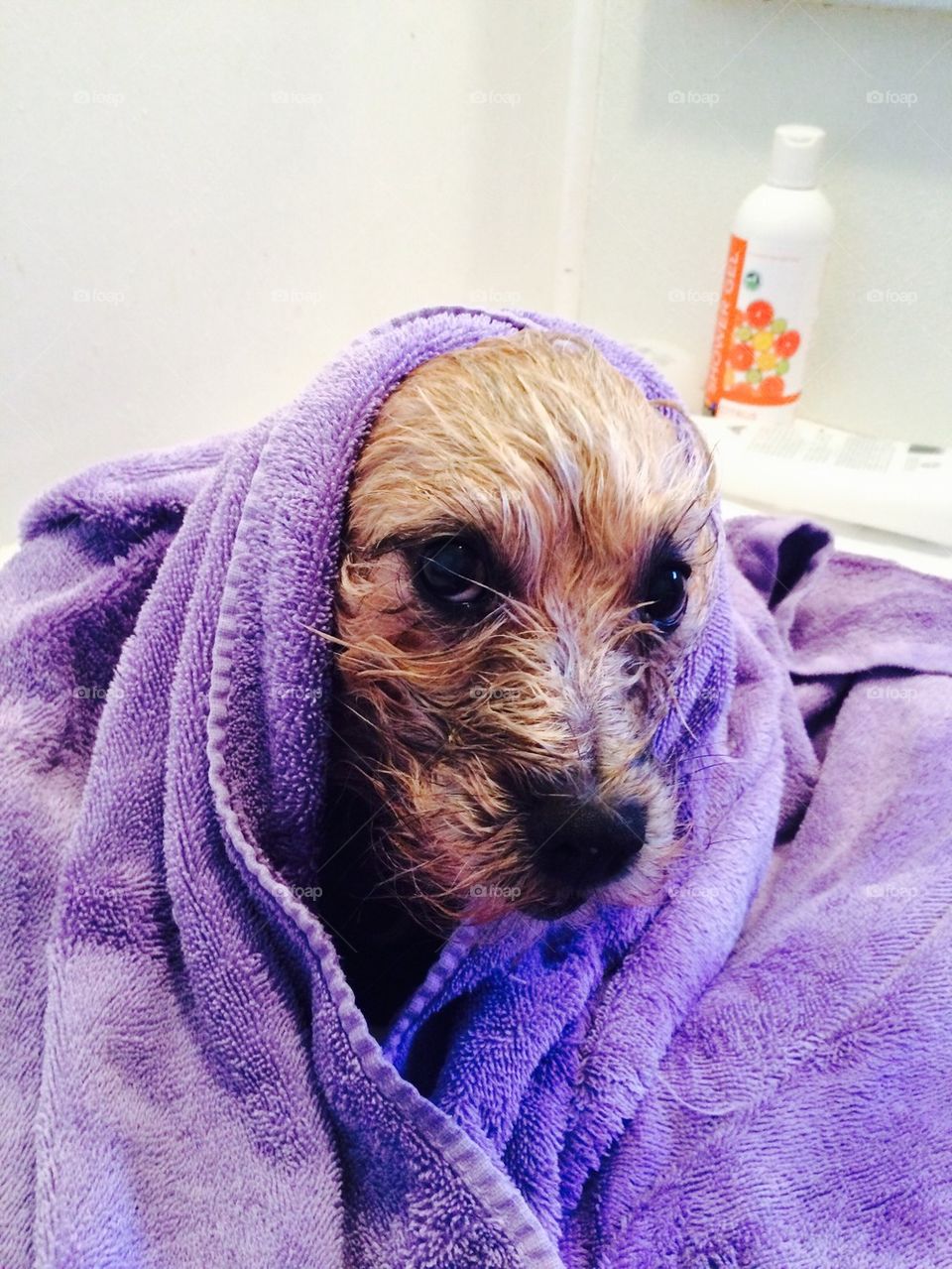 Bath time for Scruffy