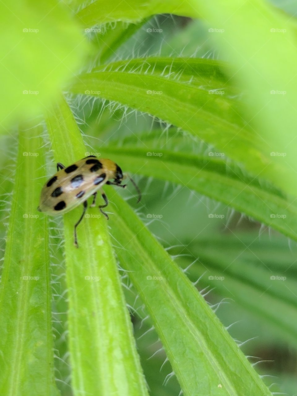 ladybug exploring