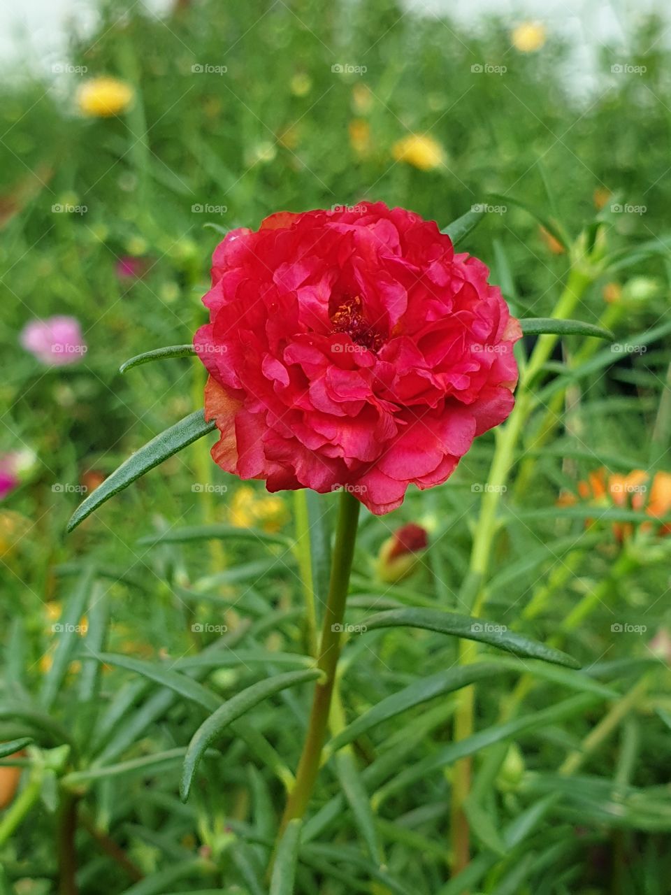 the portulaca grandiflora