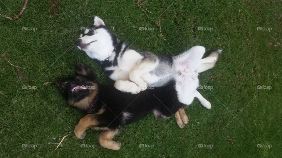 a husky and a german shepherd relaxind on their back on the grass in the garden