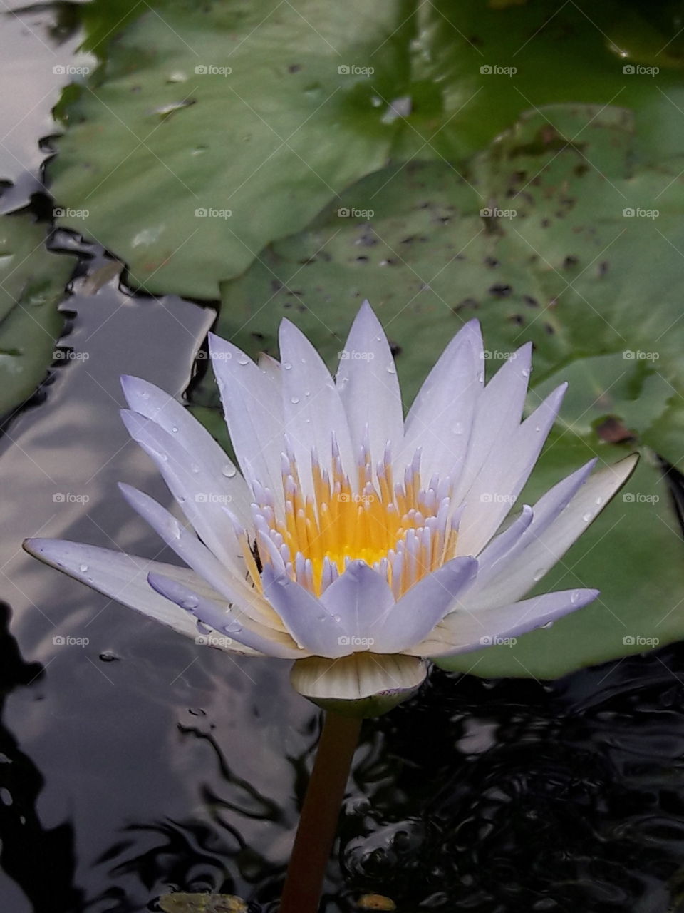 a beautiful lotus in the basin in bangkok