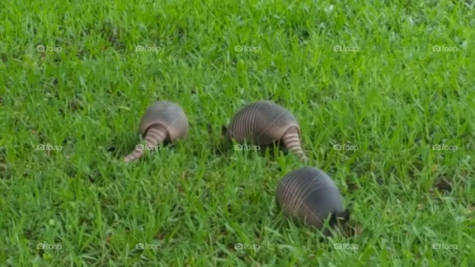 armadillos tearing up the lawn!