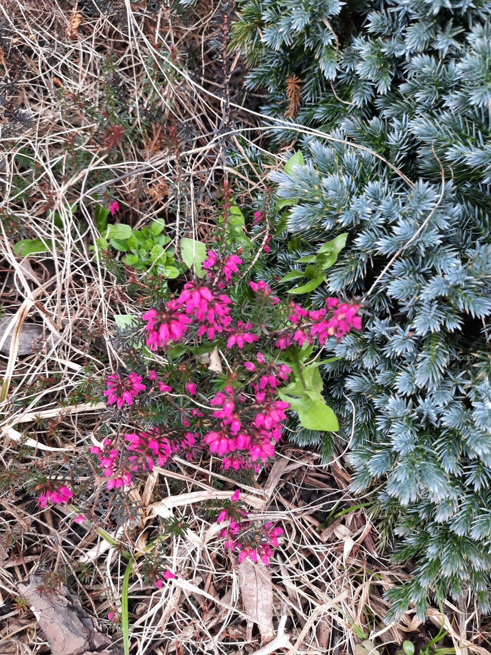 pink  briar and juniper Blue Star in springtime