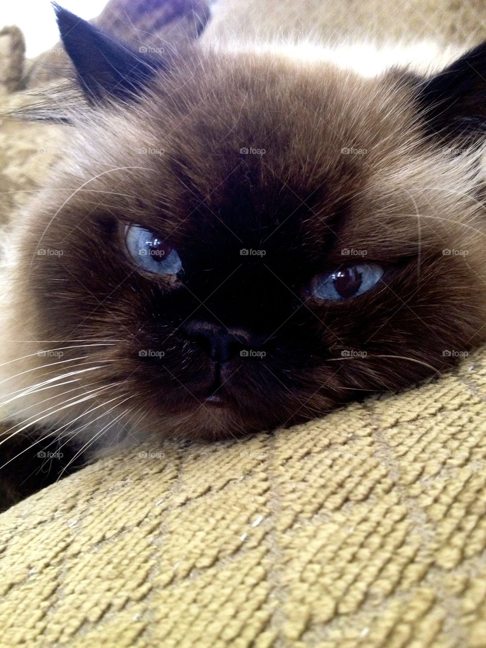 Neo the lazy Seal Point Himalayan kitty cat chilling on be couch. 