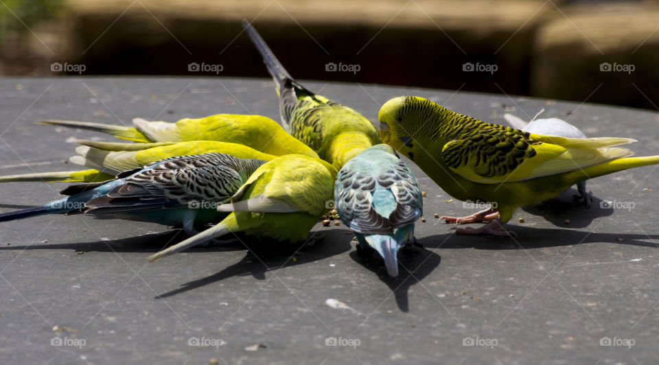 Feeding time for budgies