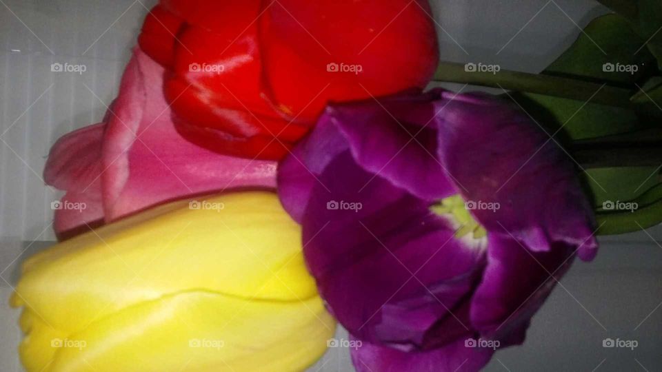 Flower, No Person, Tulip, Petal, Color