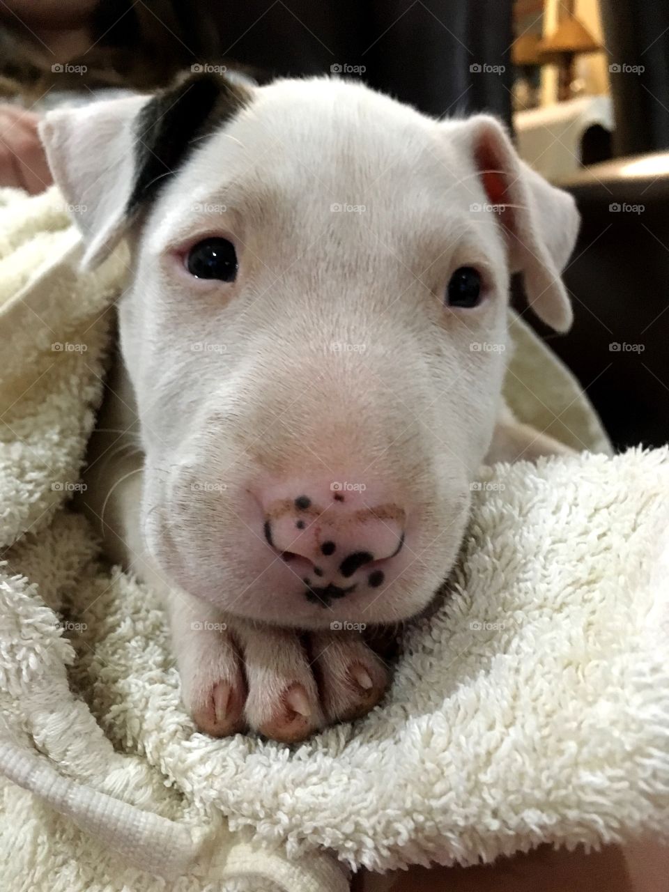 Bulldog puppy after bath
