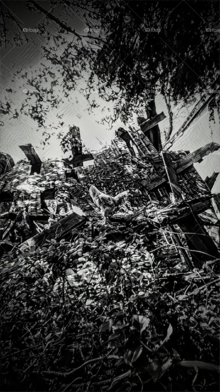 Super Chicken Prisma