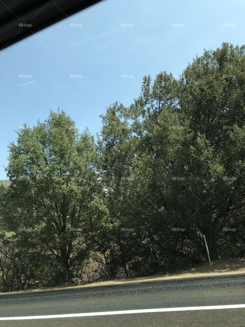 A nice view of the trees during the road trip.