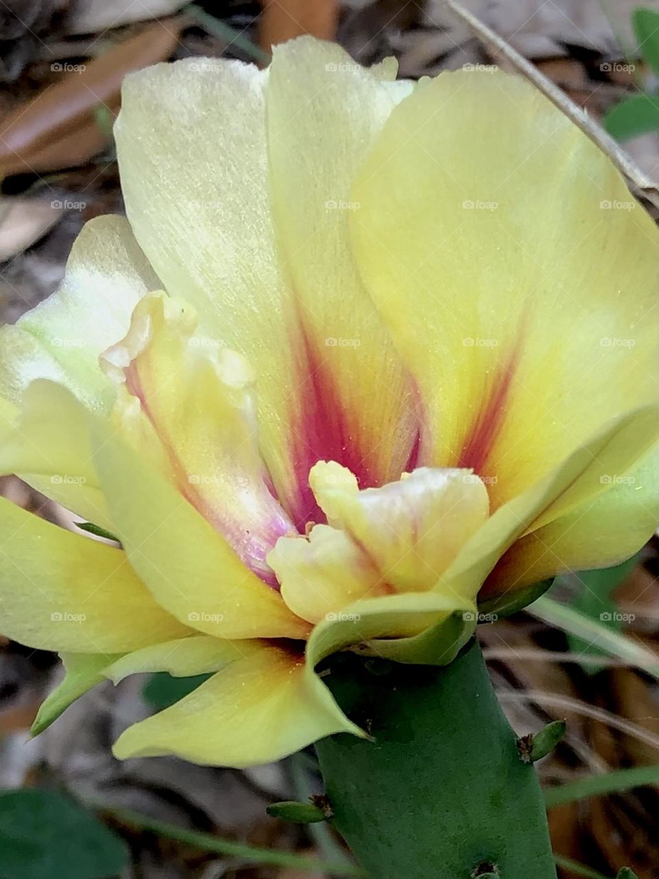 Closeup of a really pretty cactus flower. This one is actually pretty and doesn’t look like wax!