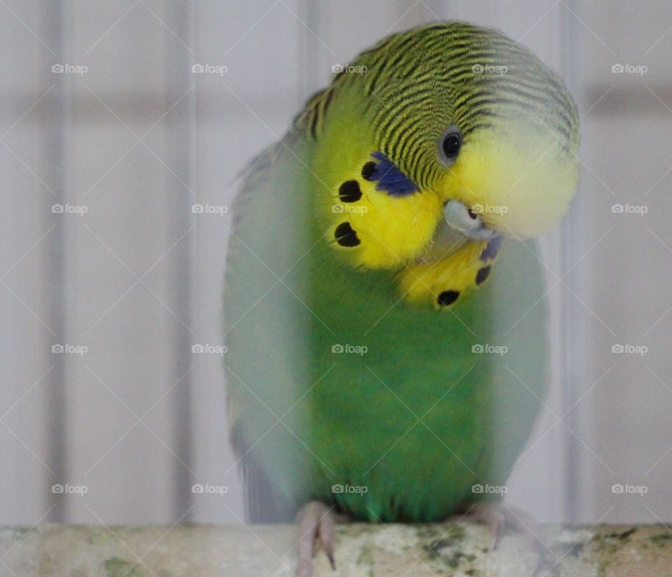 Budgerigar