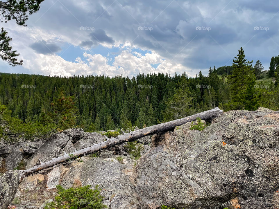 Rocks and trees