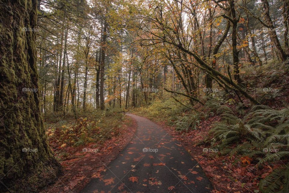 Path through enchanted autumn woodland forest in Oregon 