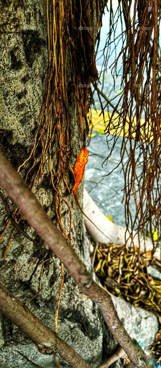 Beautiful chameleon on a big tree