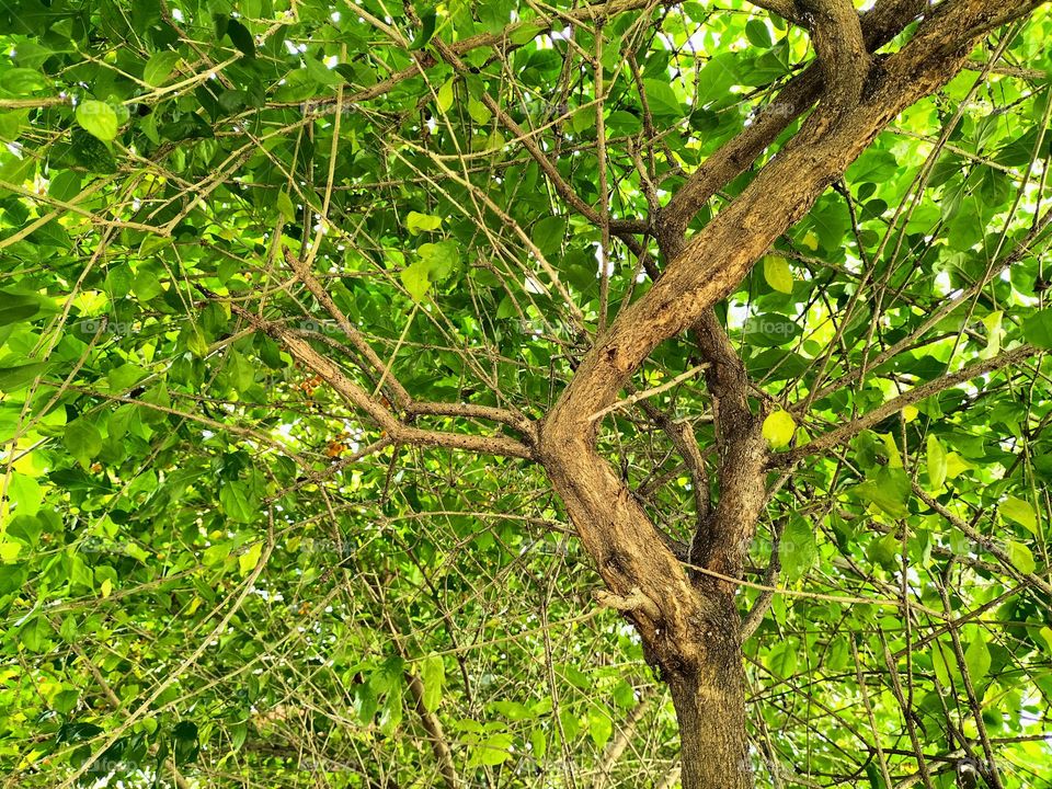 a tree that is often used as decoration in the yard