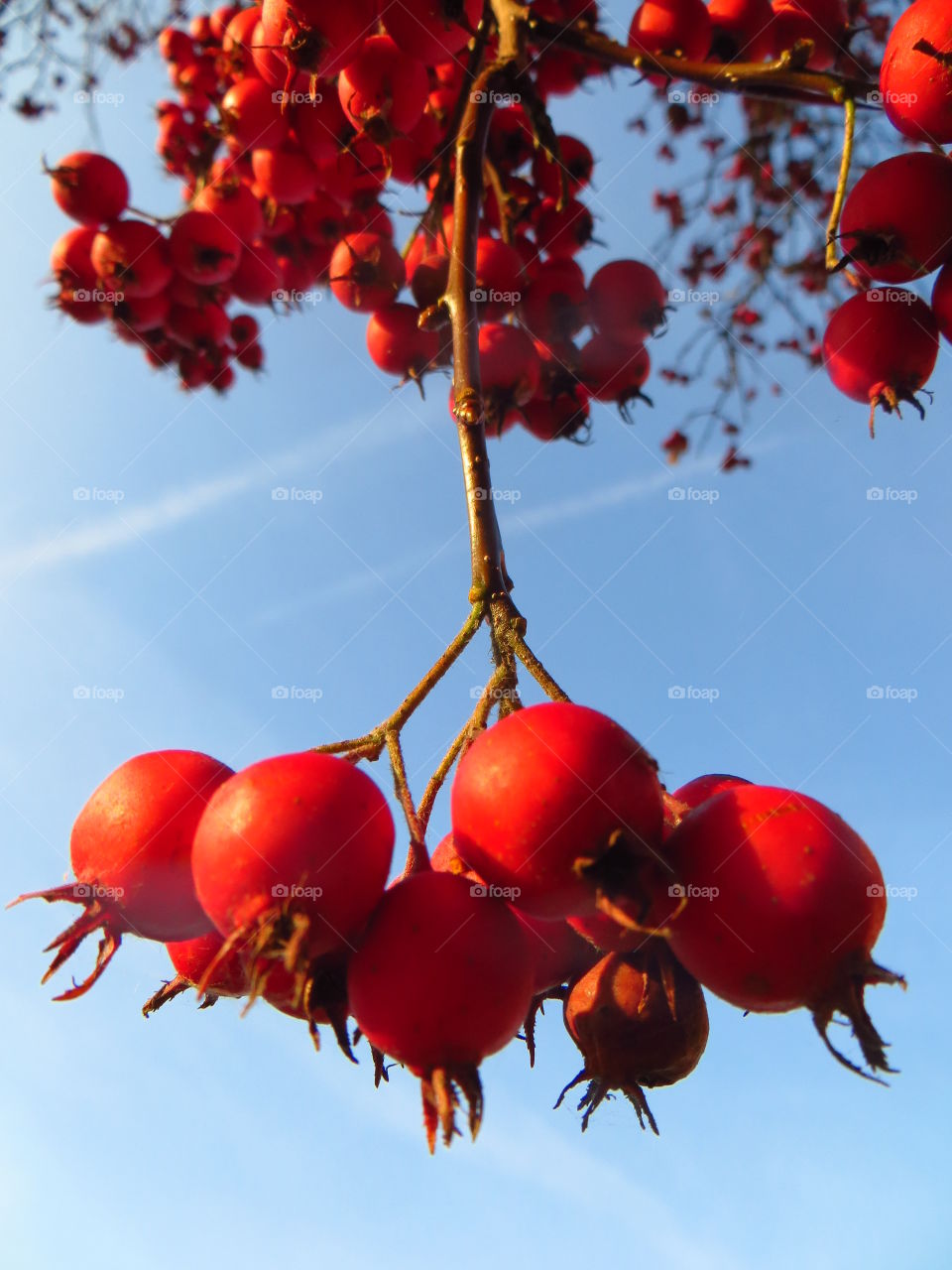I ❤️ berries. And blue skies, and clouds, and ... 