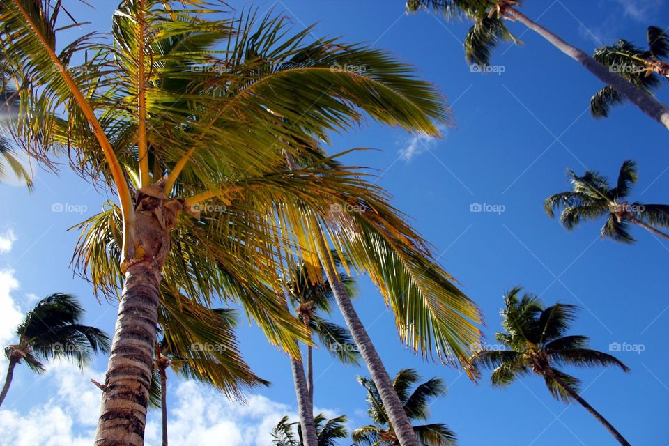 View of a palm tree top from bellow